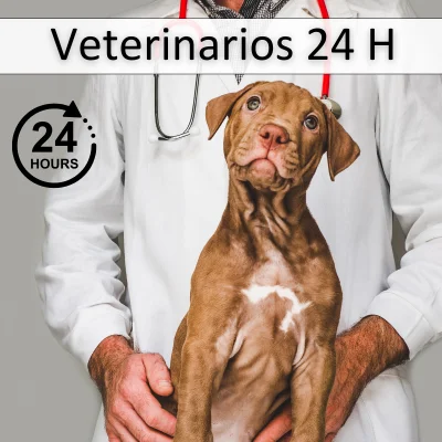 Publicidad Veterinario 24h